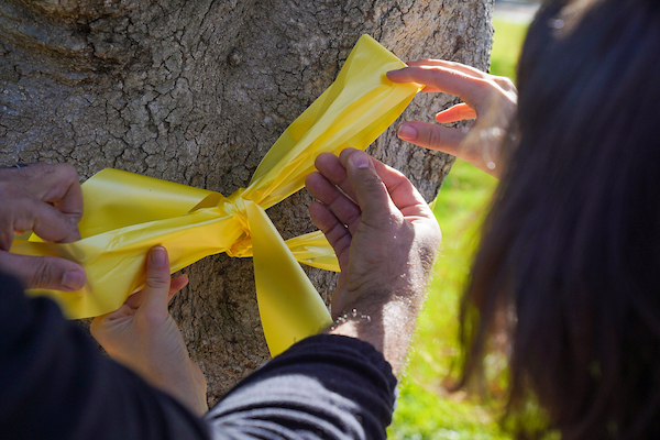 Hands tying a yellow ribbon around a tree trunk.